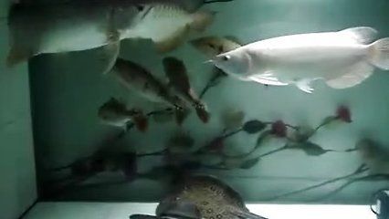 龍魚打架會死嗎：龍魚打架會死嗎龍魚打架會死嗎