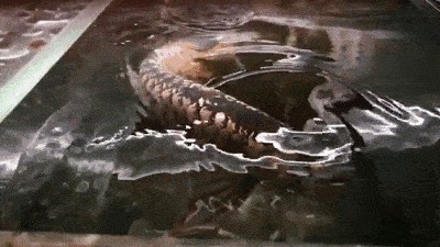 金龍魚發黑是什么原因：金龍魚發黑是什么原因引起的金龍魚發黑是什么原因引起的