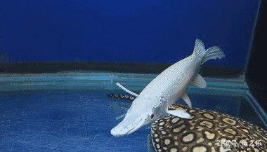 白化火箭魚繁殖環境模擬技巧，白化火箭魚的繁殖環境模擬技巧