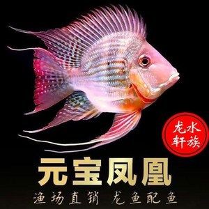 熱帶魚魚苗批發批發：關于熱帶魚魚苗批發及貨源基地的一些信息僅供參考