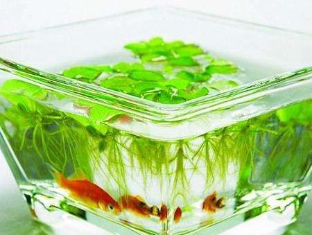 魚缸擺放的禁忌，客廳魚缸擺放指南