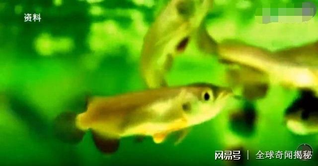 金龍魚口中孵化【金龍魚口中孵化的核心過程中孵化的核心過程中需要注意的事項】