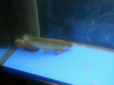 金龍魚得水霉什么樣子：金龍魚得水霉病的表現