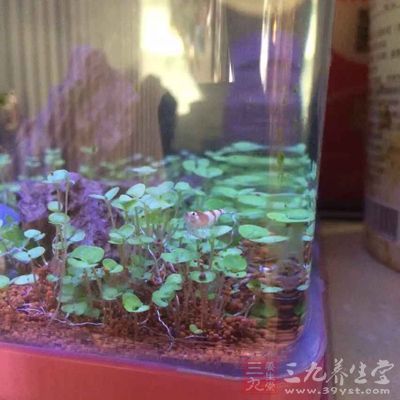 魚缸裝飾的基本原則和技巧（水下城堡裝飾魚缸裝飾布局策略基本原則和原則和技巧）