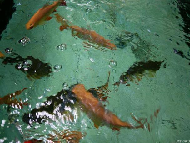 杜龍魚圖片