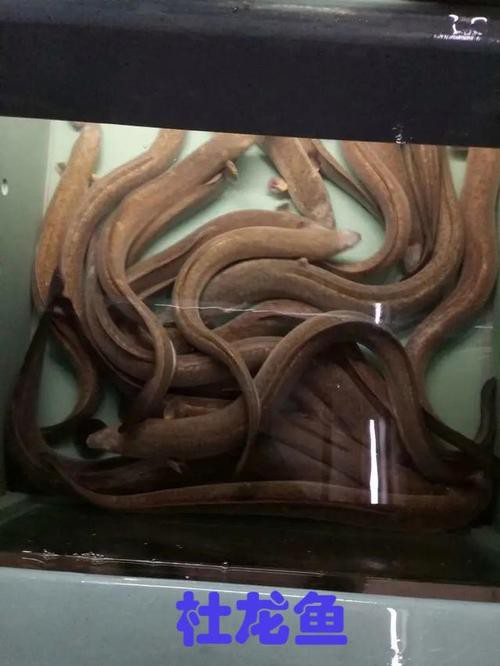 杜龍魚圖片
