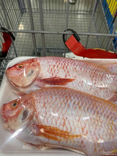 杜龍魚圖片