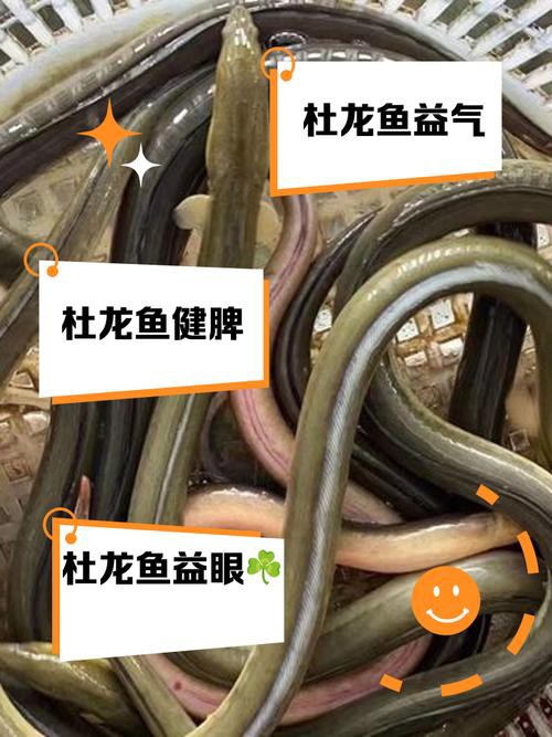 杜龍魚圖片