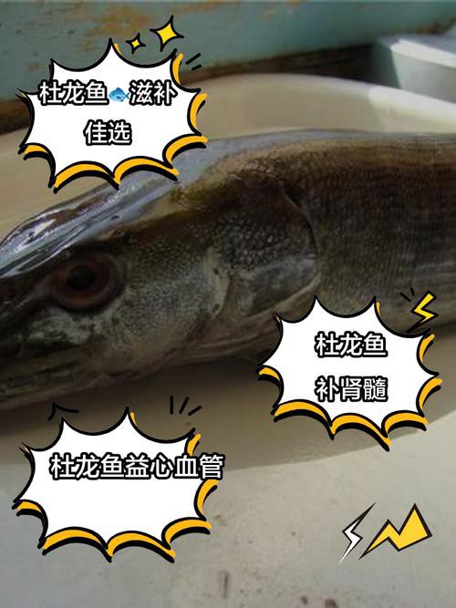 杜龍魚圖片
