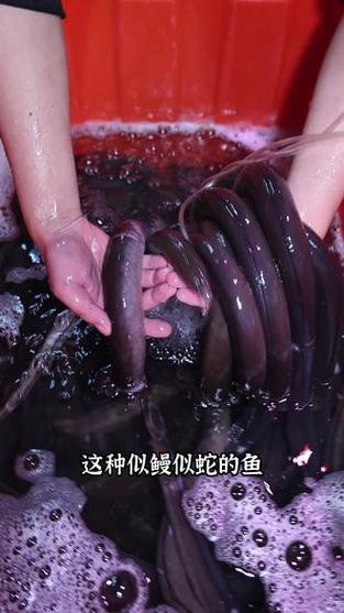 杜龍魚圖片