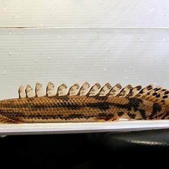 虎紋恐龍魚不吃飼料