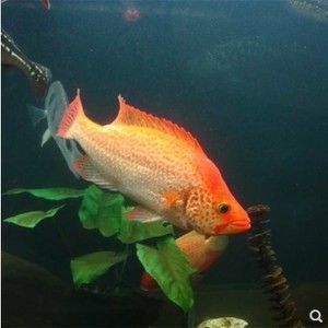 紅老虎魚疾病早期癥狀：紅老虎魚早期癥狀可能會出現紅色斑點，紅老虎魚早期癥狀