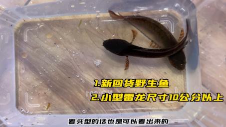 如何區分七彩龍魚的雌雄？