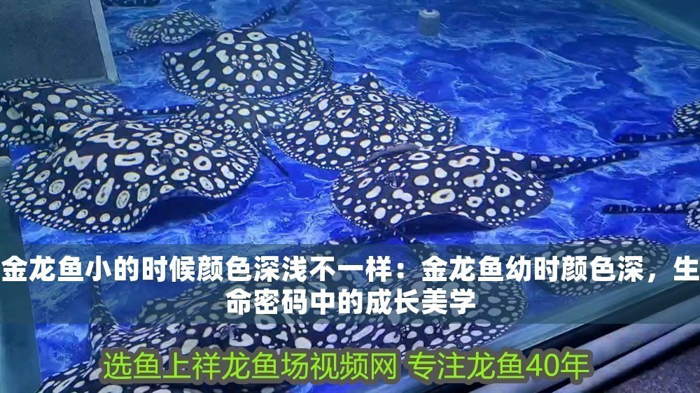 金龍魚小的時(shí)候顏色深淺不一樣：金龍魚幼時(shí)顏色深，生命密碼中的成長美學(xué)