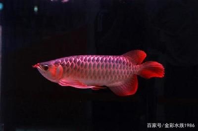 紅龍魚掉鱗怎么回事（紅龍魚掉鱗片怎么辦）