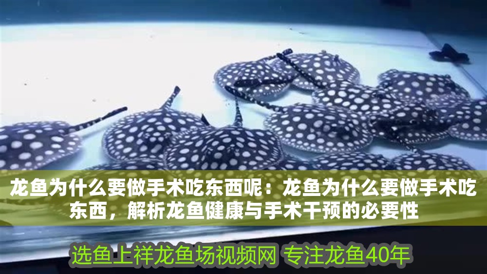 龍魚為什么要做手術吃東西呢：龍魚為什么要做手術吃東西，解析龍魚健康與手術干預的必要性