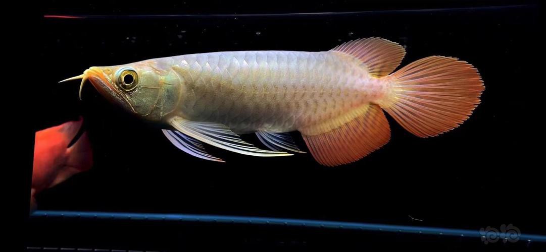 給我一些紅龍魚苗的照片作為參考