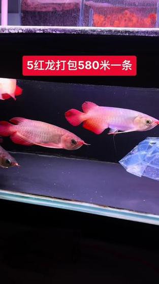 給我一些紅龍魚苗的照片作為參考