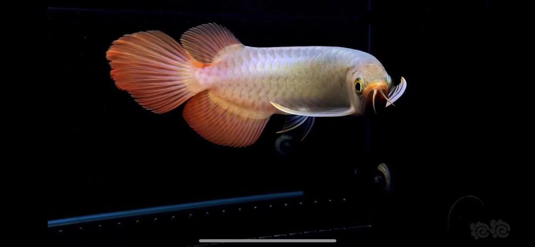 給我一些紅龍魚苗的照片作為參考