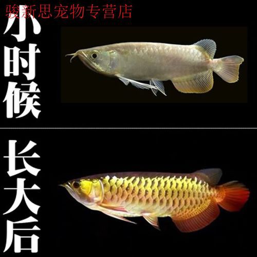 給我一些紅龍魚苗的照片作為參考