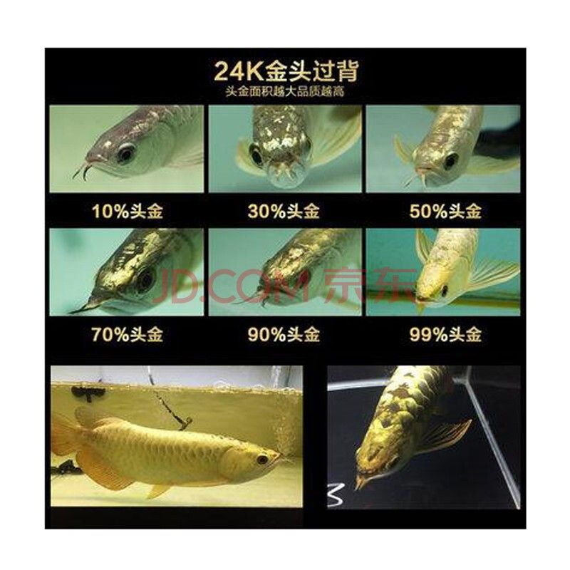 購(gòu)買(mǎi)金龍魚(yú)苗注意事項(xiàng)（購(gòu)買(mǎi)金龍魚(yú)苗是一個(gè)既興奮又需要細(xì)致考慮的過(guò)程）