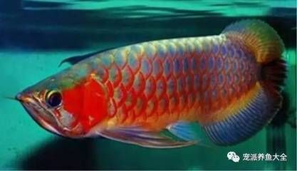 紅龍魚死了怎么辦【如何預防紅龍魚死亡】