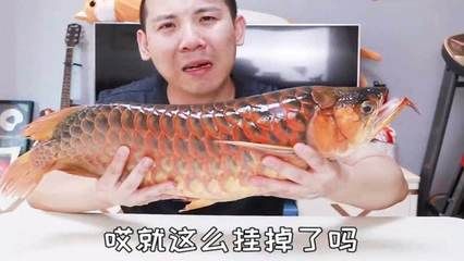 紅龍魚死了怎么辦【如何預防紅龍魚死亡】