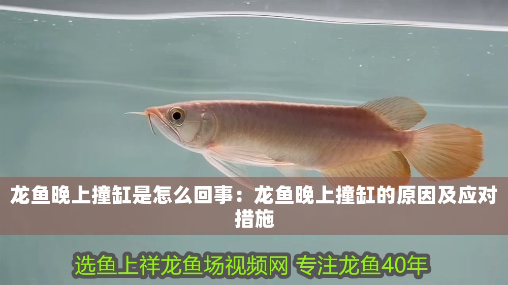 龍魚晚上撞缸是怎么回事：龍魚晚上撞缸的原因及應對措施