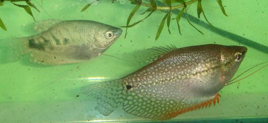 龍魚年齡怎么看（判斷龍魚的年齡是一個(gè)綜合性的過程）