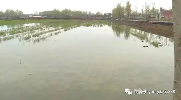 龍魚在國外值錢嗎知乎：龍魚在國外值錢嗎？揭秘國際市場的龍魚價值