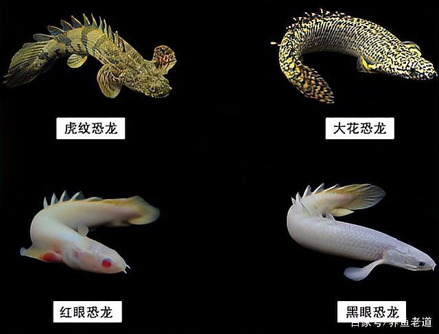 肺魚和恐龍魚