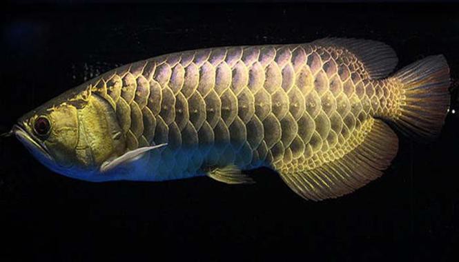 哪些商家提供古典藍底過背金龍魚證書？