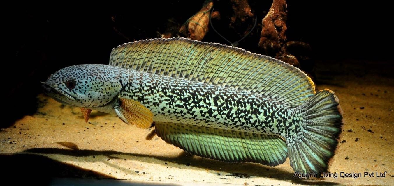 雷龍魚好養活嗎？（雷龍魚養殖的關鍵點：雷龍魚的養殖難度并不高） 雷龍魚好養活嗎？（雷龍魚養殖的關鍵點：雷龍魚的養殖難度并不高） 龍魚百科 第1張