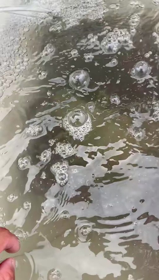 海水青龍魚圖片