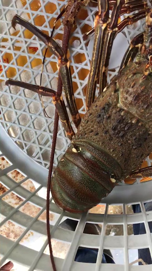 海水青龍魚圖片