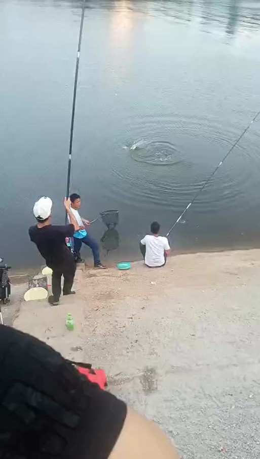 海水青龍魚圖片