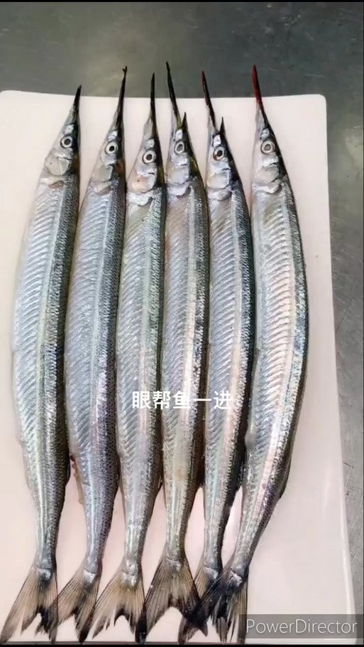 海水青龍魚圖片