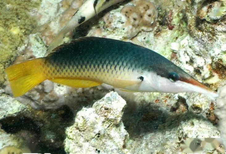 海水青龍魚圖片