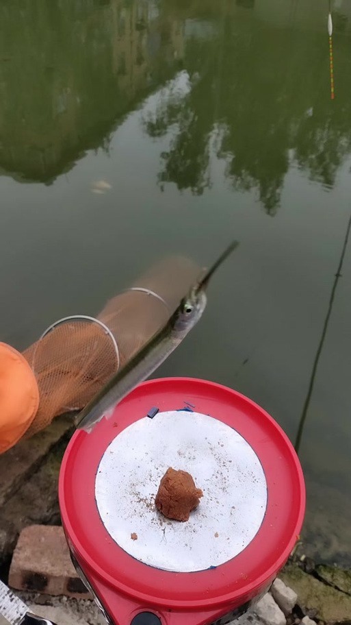 海水青龍魚圖片