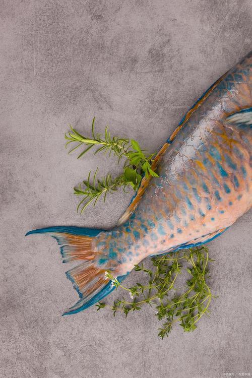 海水青龍魚圖片