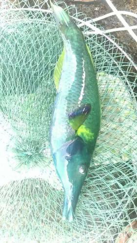 海水青龍魚圖片