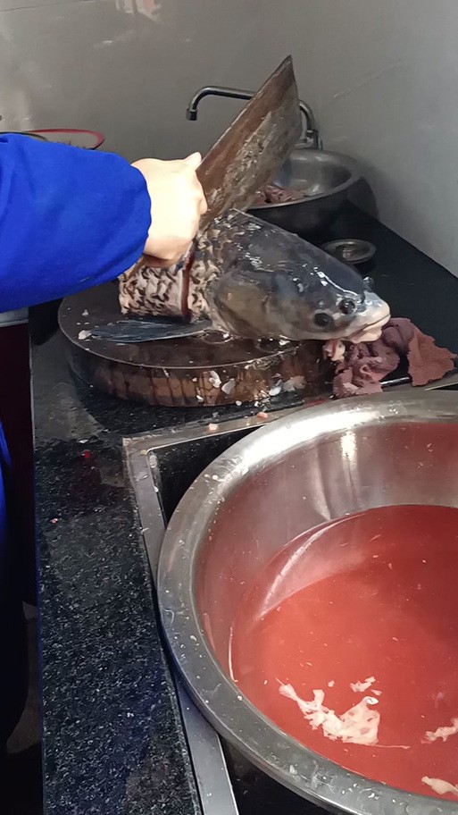 海水青龍魚圖片