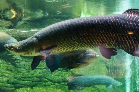 海水青龍魚圖片