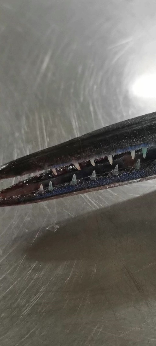 海水青龍魚圖片