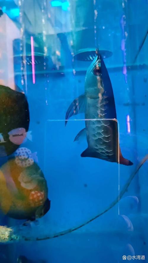 海水青龍魚圖片