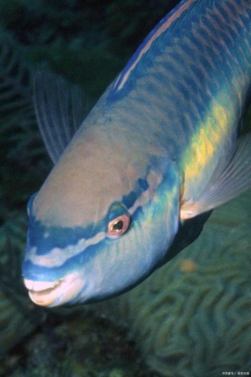 海水青龍魚圖片