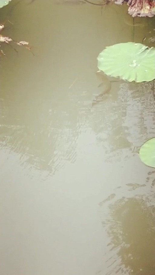 海水青龍魚圖片