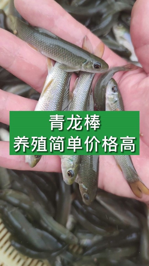 海水青龍魚圖片