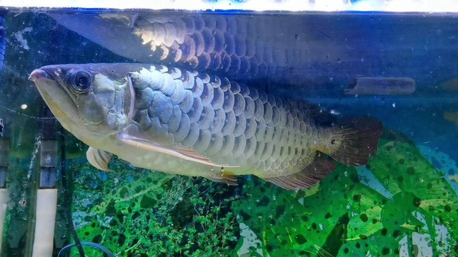 海水青龍魚圖片