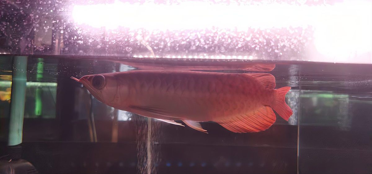 山西龍魚價格行情